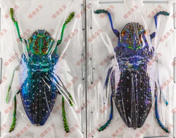 Polybothris sumptuosa gema Наблюдение за обучението на настоящия съд насекомо декорация на дома, подарък за празниците скулптура