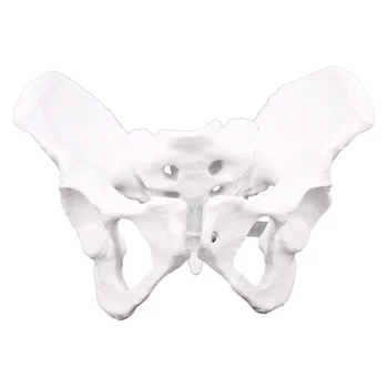 Анатомия на жените Таз Скелет на таза Анатомическая Анатомия на гърлото Скулптура на черепа Модел на главата на тялото